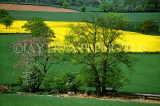 UK, Shropshire, WENLOCK EDGE, Rape fields, UK5574JPL