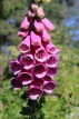 UK, Warwickshire, STRATFORD-UPON-AVON, Anne Hathaways Cottage, gardens, Fox Gloves, UK25338JPL