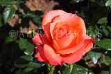 UK, Warwickshire, STRATFORD-UPON-AVON, Anne Hathaways Cottage, gardens, Rose, UK25335JPL