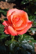 UK, Warwickshire, STRATFORD-UPON-AVON, Anne Hathaways Cottage, gardens, Rose, UK25336JPL