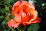 UK, Warwickshire, STRATFORD-UPON-AVON, Anne Hathaways Cottage, gardens, Rose, UK25340JPL