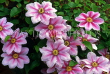 UK, Warwickshire, STRATFORD-UPON-AVON, Bancroft Gardens, Clematis flowers, UK7454JPL