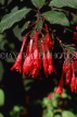 UK, Warwickshire, STRATFORD-UPON-AVON, Bancroft Gardens, red Fuchsias, UK7456JPL