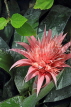 UK, Warwickshire, STRATFORD-UPON-AVON, Butterfly House, Bromeliad flower, UK25706JPL