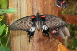 UK, Warwickshire, STRATFORD-UPON-AVON, Butterfly House, Great Mormon butterfly, UK25665JPL