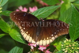 UK, Warwickshire, STRATFORD-UPON-AVON, Butterfly House, Indian Crow Buttefly, UK22303JPL