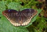 UK, Warwickshire, STRATFORD-UPON-AVON, Butterfly House, Indian Crow Buttefly, UK22304JPL