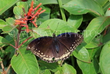 UK, Warwickshire, STRATFORD-UPON-AVON, Butterfly House, Indian Crow Buttefly, UK25634JPL