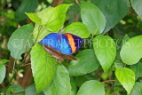 UK, Warwickshire, STRATFORD-UPON-AVON, Butterfly House, Indian Leafwing Butterfly, UK25649JPL