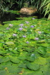 UK, Warwickshire, STRATFORD-UPON-AVON, Butterfly House, Lily Pond, UK22280JPL