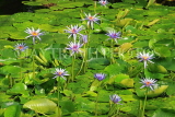 UK, Warwickshire, STRATFORD-UPON-AVON, Butterfly House, Lily Pond, UK22293JPL