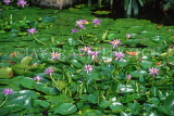UK, Warwickshire, STRATFORD-UPON-AVON, Butterfly House, Lily Pond, UK7155JPL