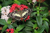 UK, Warwickshire, STRATFORD-UPON-AVON, Butterfly House, Lime (Lemon) Buttefly, UK22297JPL
