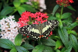 UK, Warwickshire, STRATFORD-UPON-AVON, Butterfly House, Lime (Lemon) Buttefly, UK22299JPL