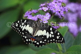 UK, Warwickshire, STRATFORD-UPON-AVON, Butterfly House, Lime (Lemon) Buttefly, UK22313JPL
