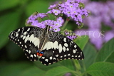 UK, Warwickshire, STRATFORD-UPON-AVON, Butterfly House, Lime (Lemon) Buttefly, UK22316JPL