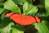 UK, Warwickshire, STRATFORD-UPON-AVON, Butterfly House, Longwing (Flame) butterfly, UK25660JPL