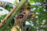 UK, Warwickshire, STRATFORD-UPON-AVON, Butterfly House, Morpho butterfly, UK25619JPL