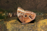 UK, Warwickshire, STRATFORD-UPON-AVON, Butterfly House, Morpho butterfly, UK25620JPL