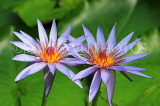 UK, Warwickshire, STRATFORD-UPON-AVON, Butterfly House, Water Lilies, UK22290JPL