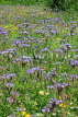 UK, Warwickshire, STRATFORD-UPON-AVON, Butterfly House, flowerbeds, UK25645JPL