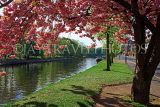 UK, Yorkshire, YORK, River Ouse,  and Spring Blossom, UK9946JPL