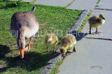 UK, Yorkshire, YORK, riverside, Goose and goslings, UK9937JPL
