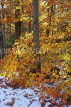 USA, New England, NEW HAMPSHIRE, autumn leaves and trees, US4362JPL