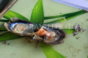 VIETNAM, Halong Bay, Pearl Farm, Oyster with Pearl, VT1956JPL