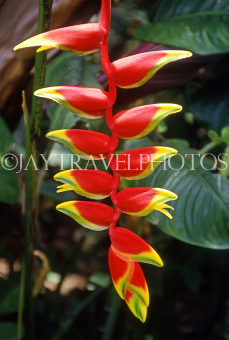 VIRGIN ISLANDS (British), Heliconia, (crab claw flowers), BVI1179JPL