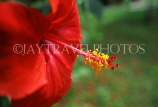 VIRGIN ISLANDS (British), Virgin Gorda, red Hibiscus flower (close-up), BVI1192JPL